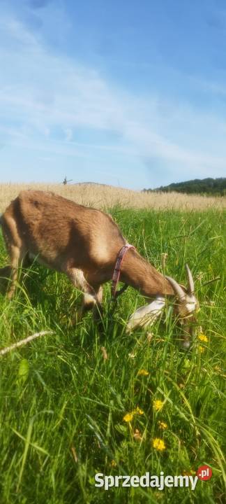 Kozy Anglonubijakie Pozostałe Mszana Dolna