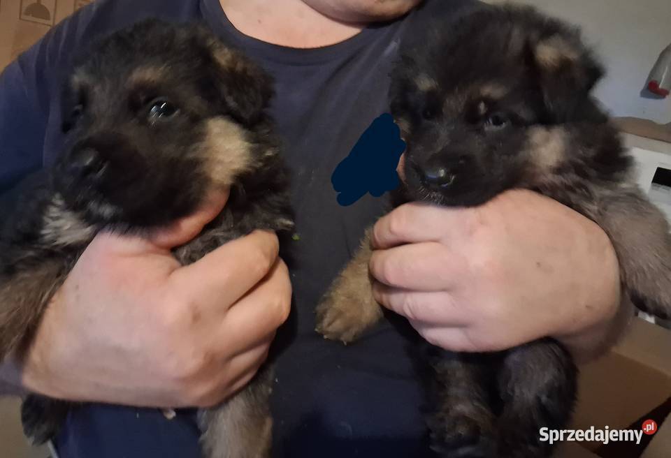 Rasowe Owczarki Niemieckie Niepołomice