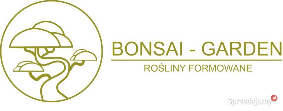 Sosna pospolita formowana 091 NIWAKI BONSAI Wrocław