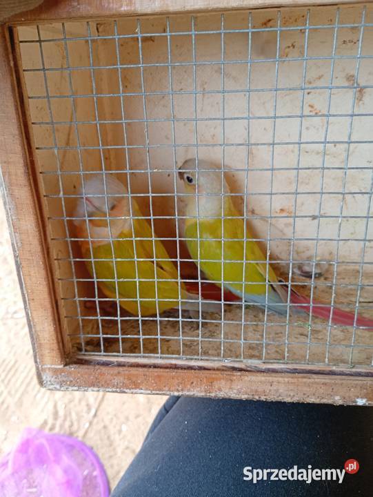 Rudosterkai samczyk Zduńska Wola