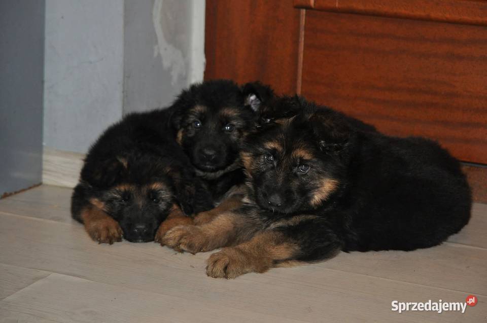 Owczarek Niemiecki Długowłosy szczenięta FCI