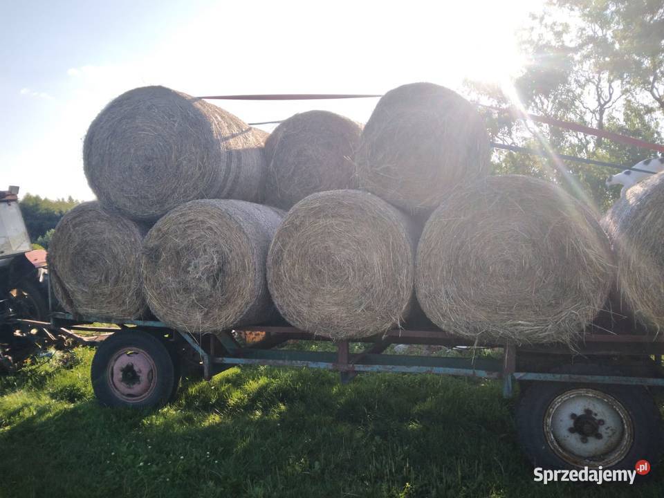 Siano Balot 120 1szy pokos koni Człuchów