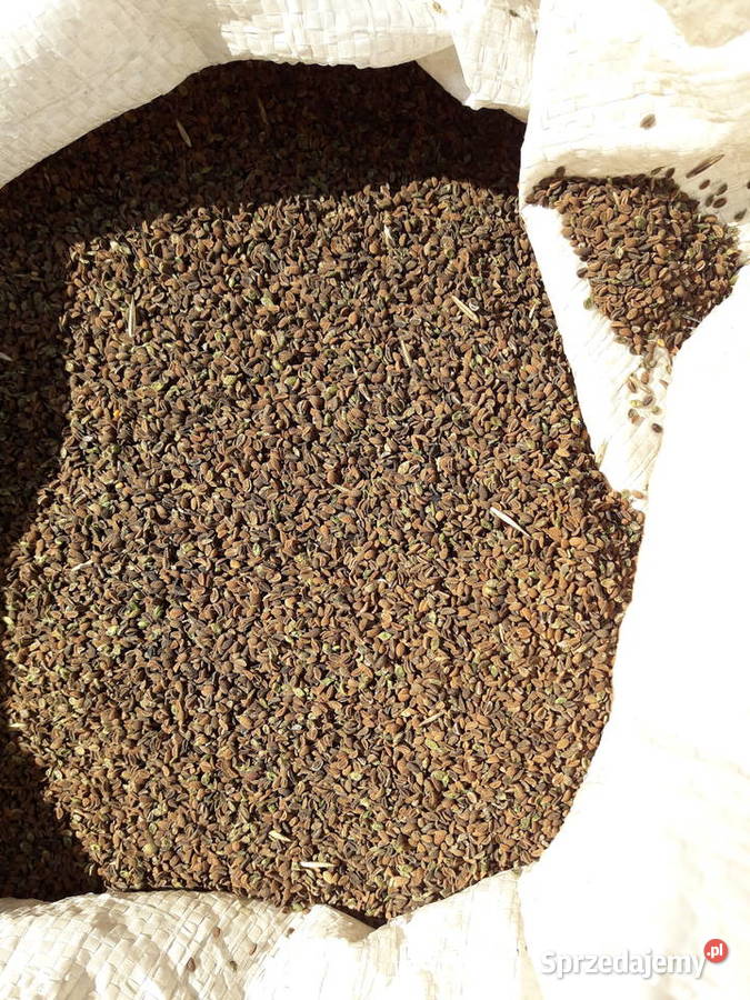 facelia błękitna natra100 zbiór 2021 uprawa bez wielkopolskie