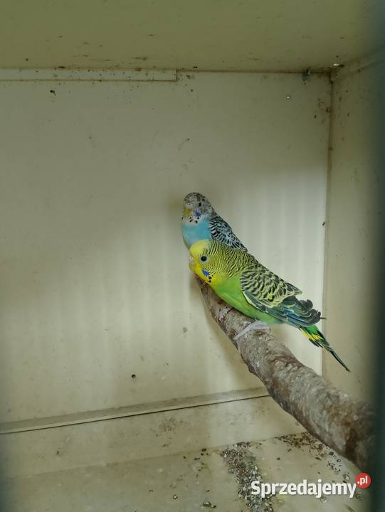 Papugi faliste 3 Strzeleczki