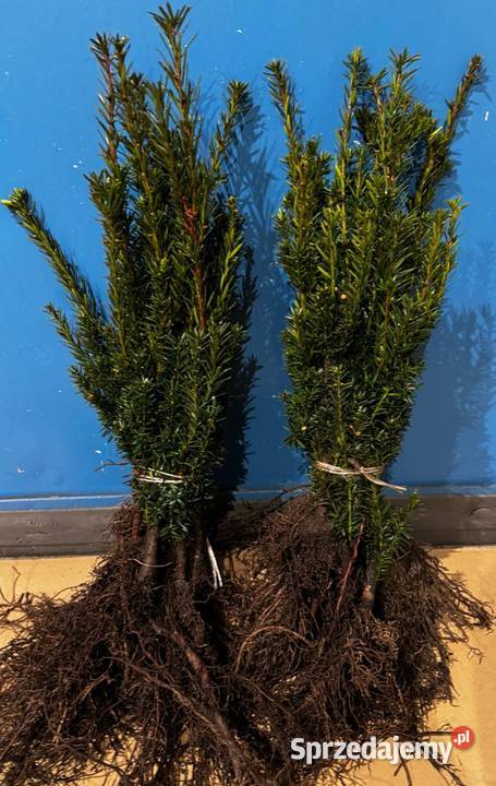 Sadzonki na żywopłot Bukszpan Cis Laurowiśnia Ogród świętokrzyskie Kielce