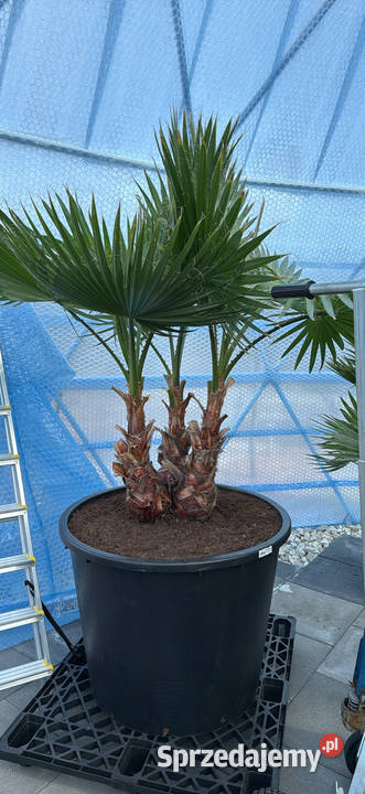 Sprzedam piękne palmy do ogrodu dolnośląskie