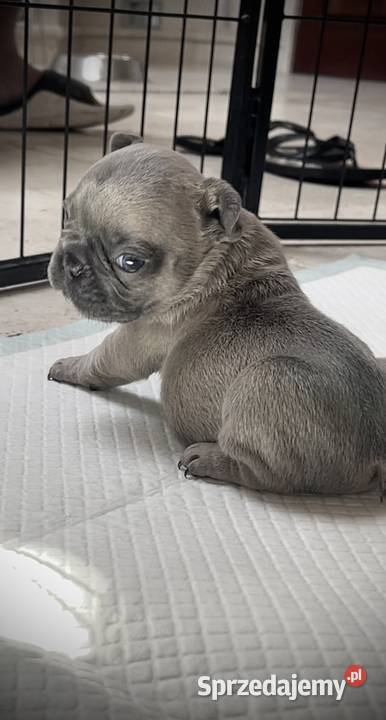 SREBRNE SZARE szczeniaki Buldog Francuski sprzedam
