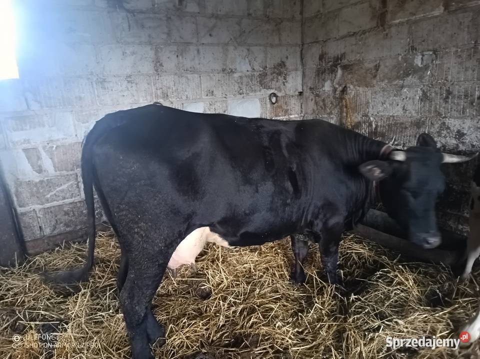 Krowa Pierwiastka Jałówka Chrzanów sprzedam