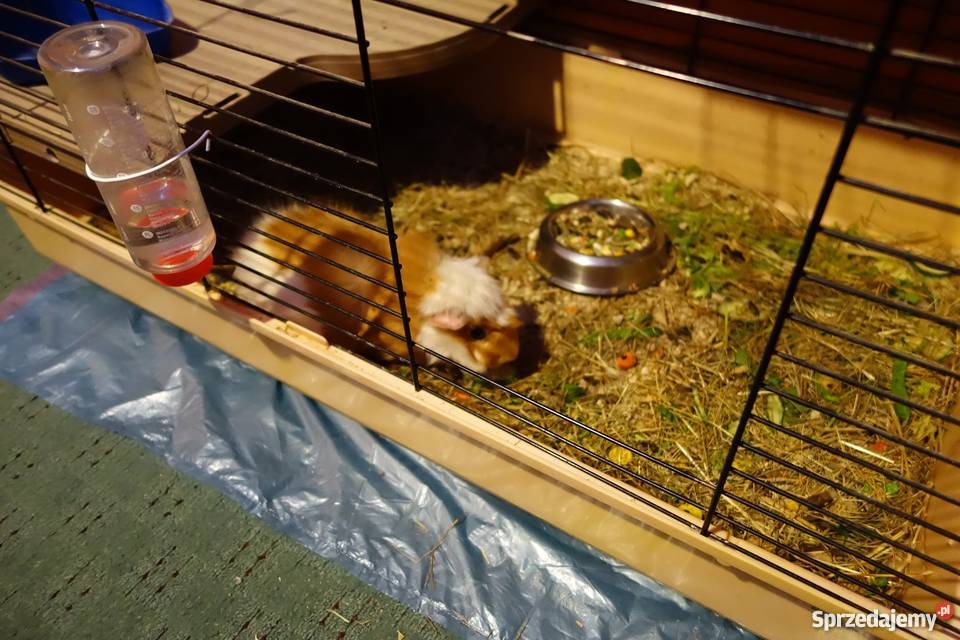 świnka morska mazowieckie Warszawa