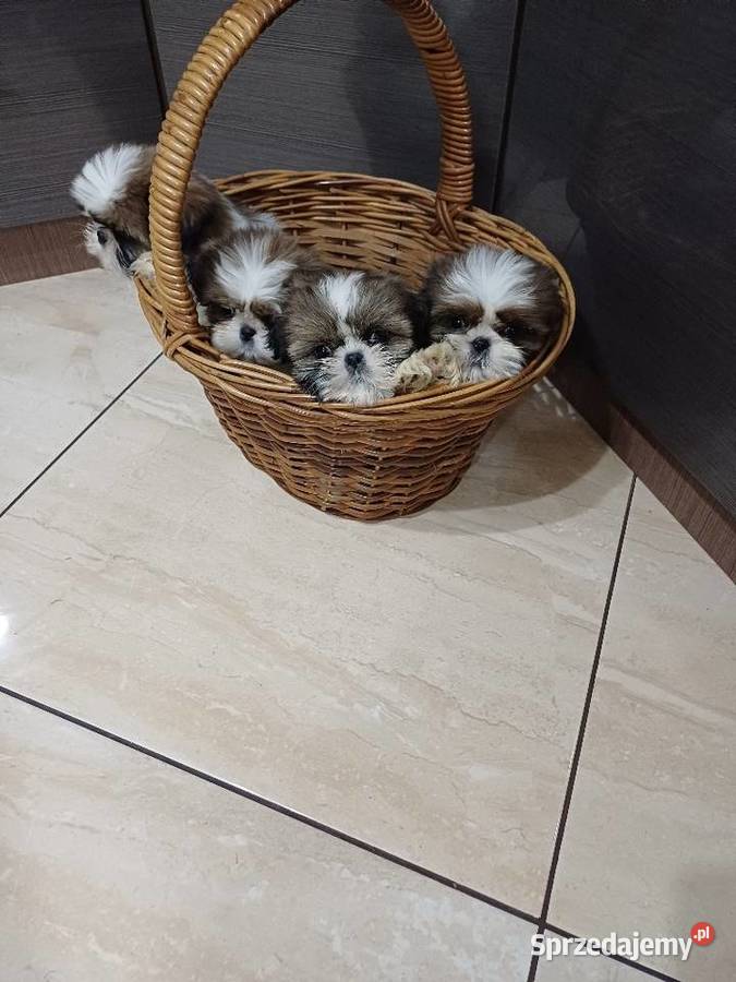 Śliczna suczka shih tzu tricolor pomorskie