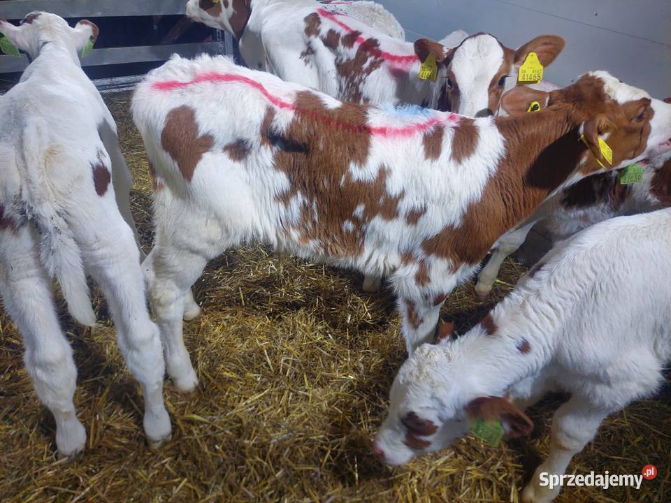 Sprzedaż cieląt Sieradz