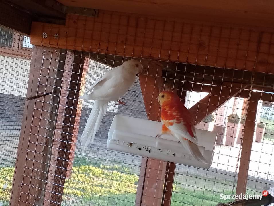 papugi para świergotek Niedźwiada