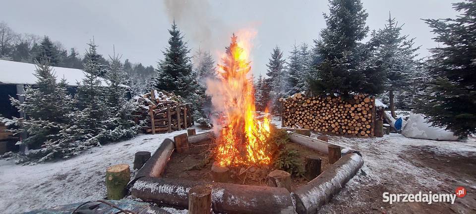 Dni otwarte na plantacji Mazowsze - jodły świerki 20000 sztuk