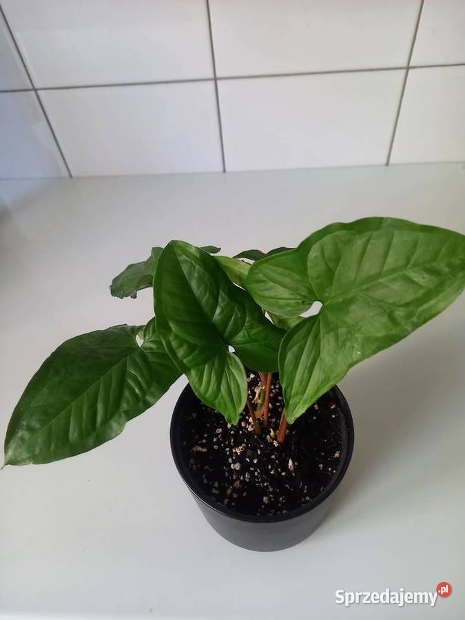 Syngonium podophyllum zroślicha Zielone Częstochowa
