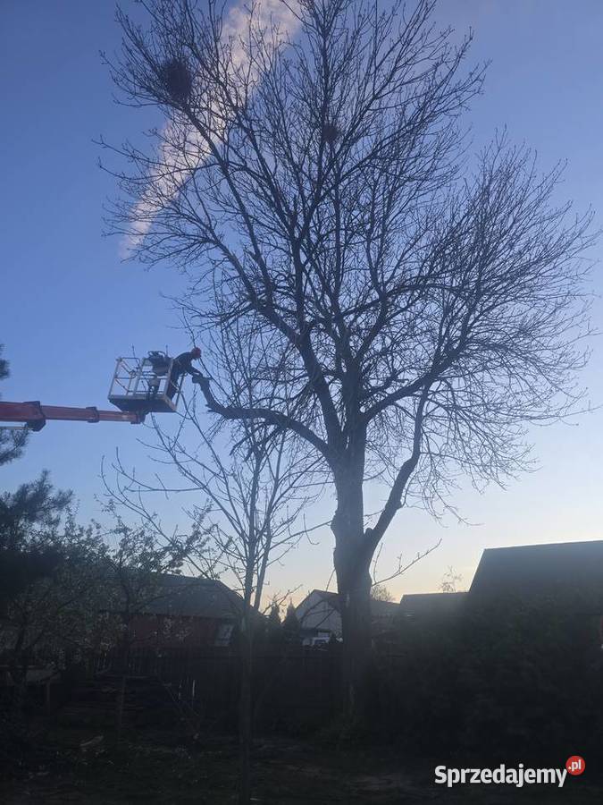 Wycinka Drzew Warszawa Pielęgnacja Drzew i