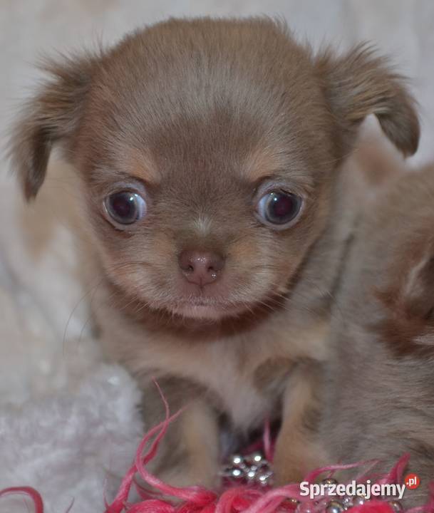 CHIHUAHUA PRZEŚLICZNA SUNIA DŁUGOWŁOSA KOLOR łódzkie Drogusza