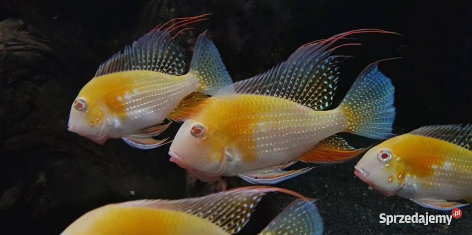 Kopik Heckela ALBINOS Acarichthys Kropik
