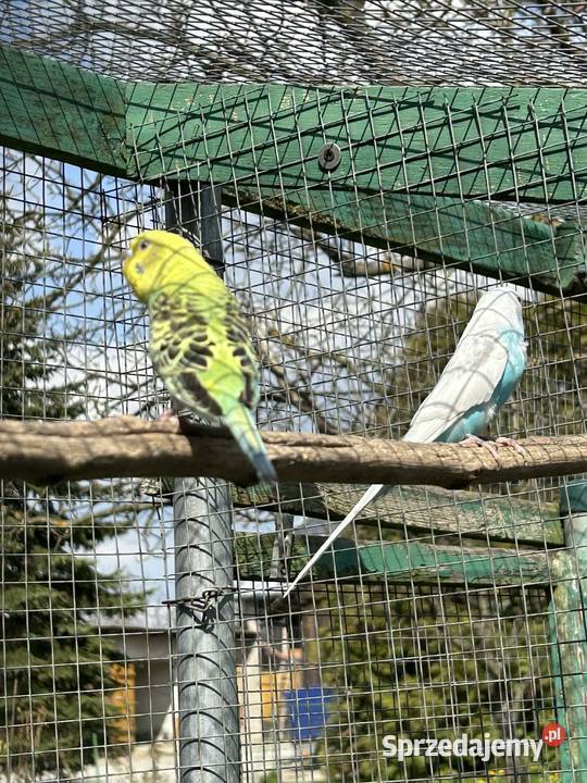 Papugi faliste sprzedam