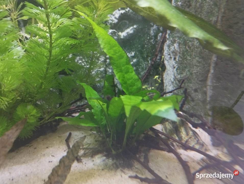 Anubias świętokrzyskie Wygoda sprzedam