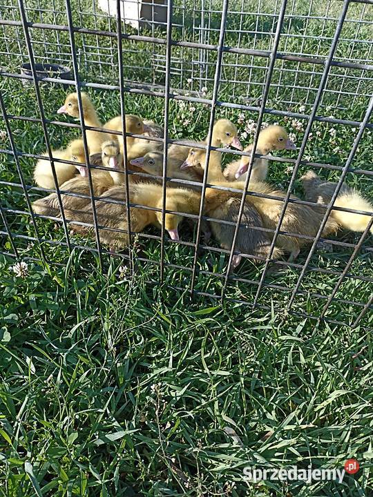 Gąski gęsi małe Ostrów Wielkopolski
