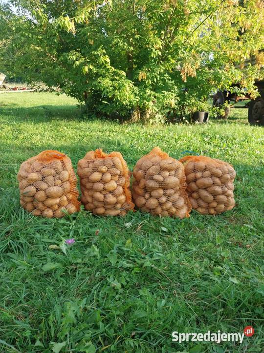 ma do sprzedania ziemniaki jadalne Sobków