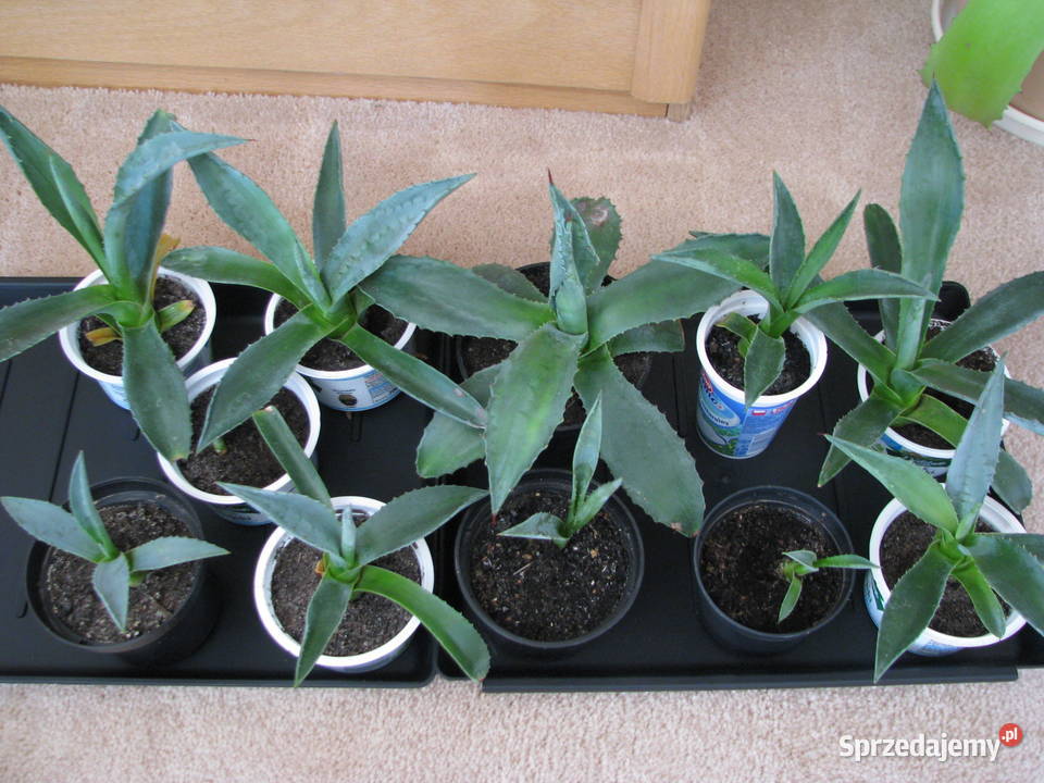 Agawa zdrowe ukorzenione sadzonki do ogrodu małopolskie Brzegi