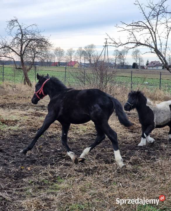 Kary ogier odsadek na sprzedaż Rokutów