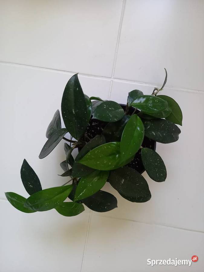 Hoya carnosa hoja różowa 6 pędów w doniczce