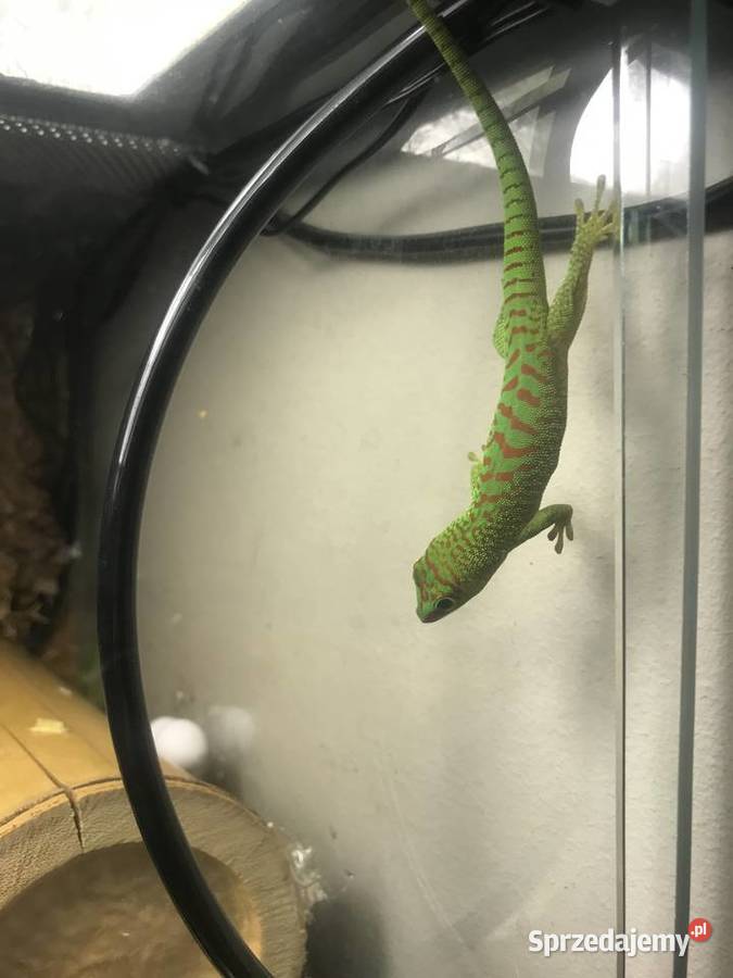 Phelsuma madaskarska Bochnia
