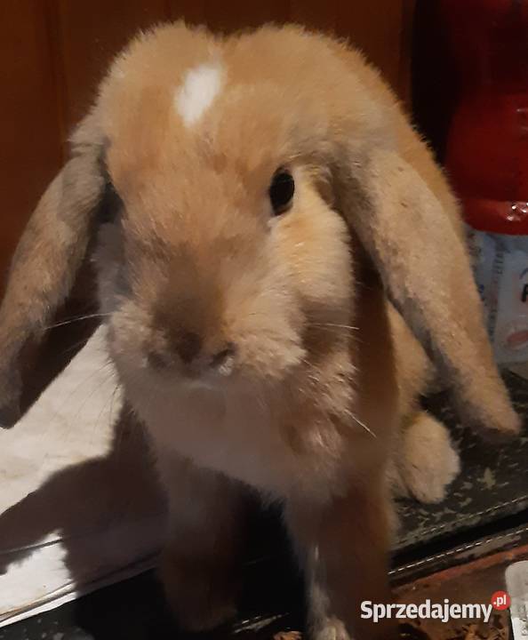 Króliczeki mini lop Radzymin