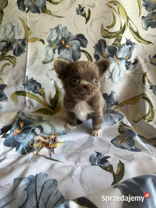 Chihuahua z rodowodem lilac czekoladowe