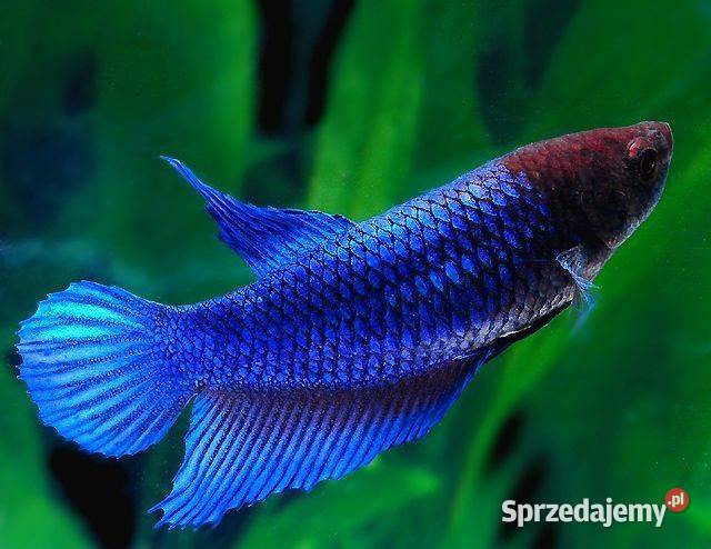 Bojownik wspaniały SAMICA NIEBIESKA Syjamski Gdańsk