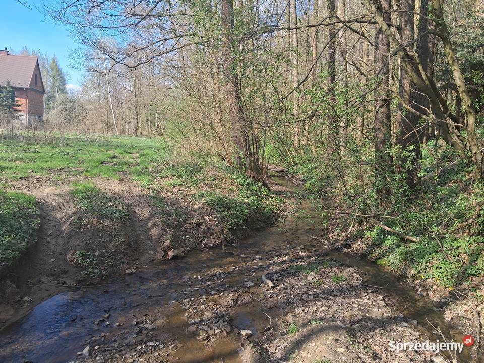 Lipnica Dolna urokliwy młody las