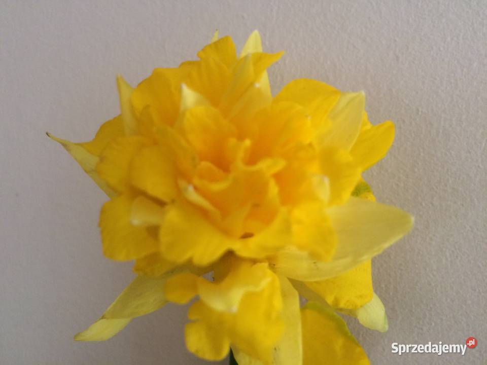 Narcyz żonkil mix Lublin