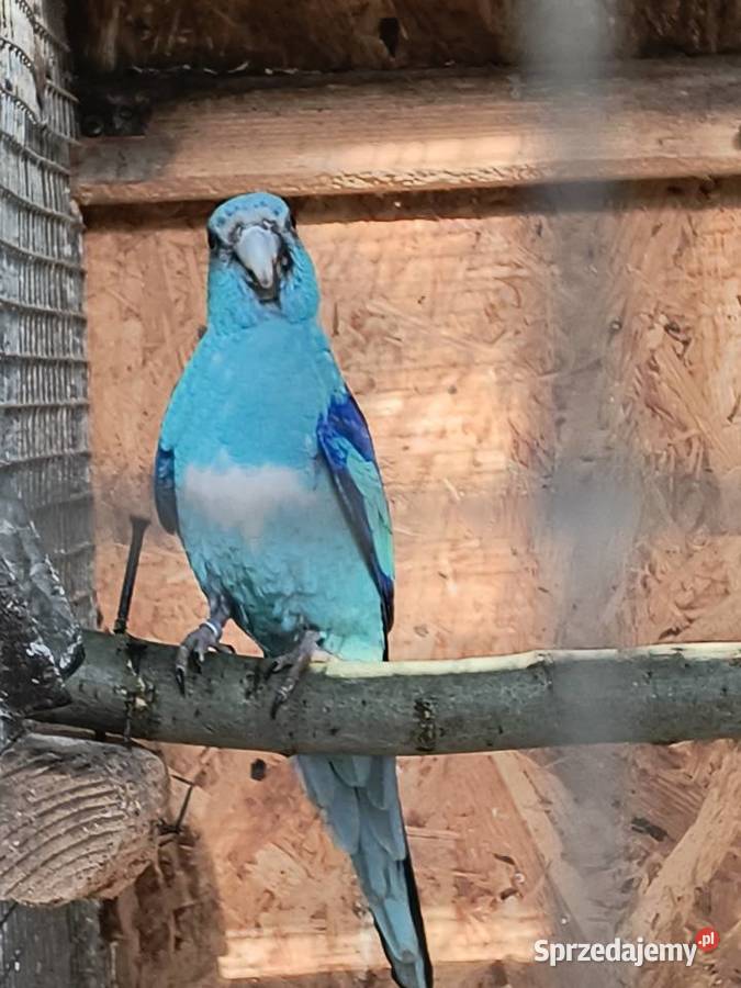 Barnard czerwonoczelny niebieski Czerwionka-Leszczyny