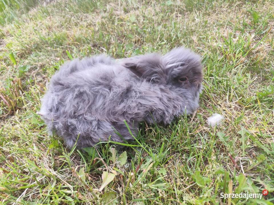 Śliczny królik puszysta kuleczka gotowy do Kościan sprzedam