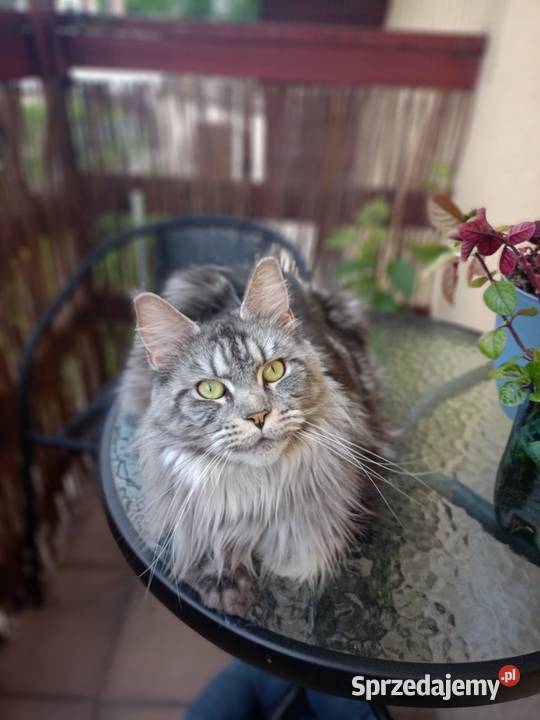 Kotka Maine Coon rodowód FPL Maine Coon Koty Bytom Odrzański