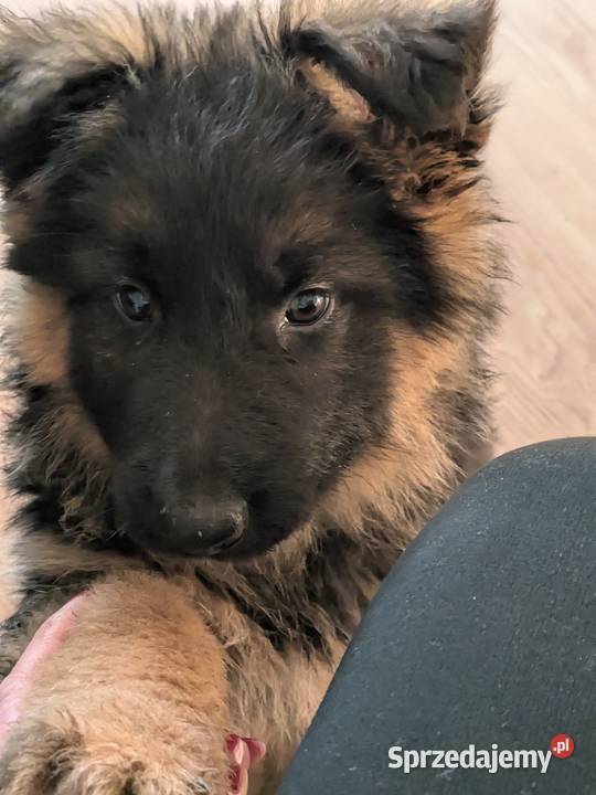 Owczarek niemiecki długowłosy Wołów sprzedam