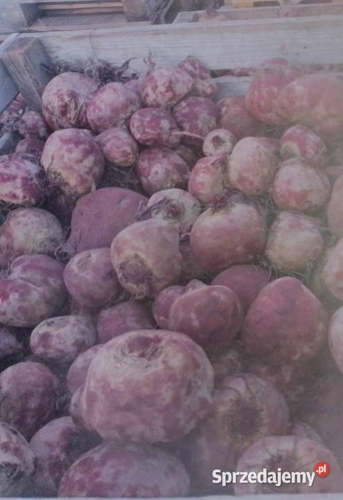 Sprzedam burak czerwony na paszę 025zl łódzkie Góra Świętej Małgorzaty sprzedam