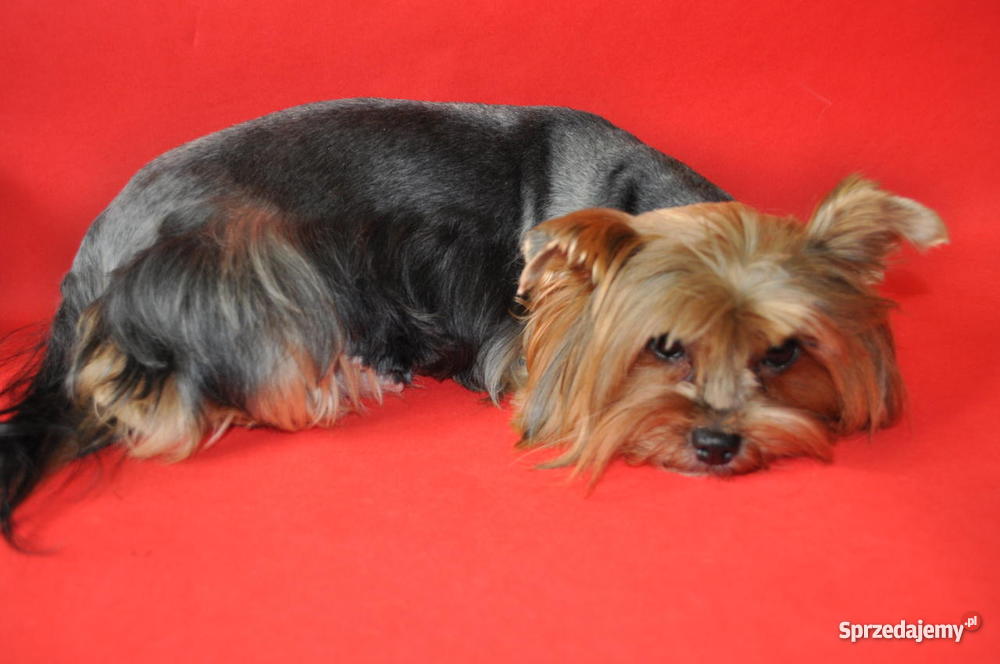 Ośmiotygodniowe szczenieta york yorkshire terier Szczecin