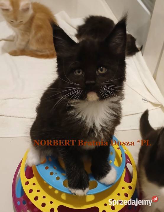 Maine Coon kocurki Warszawa Maine Coon
