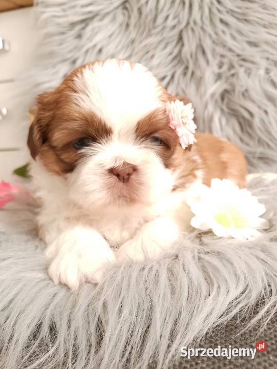 Suczka rasy ShihTzu biało złota Namysłów sprzedam