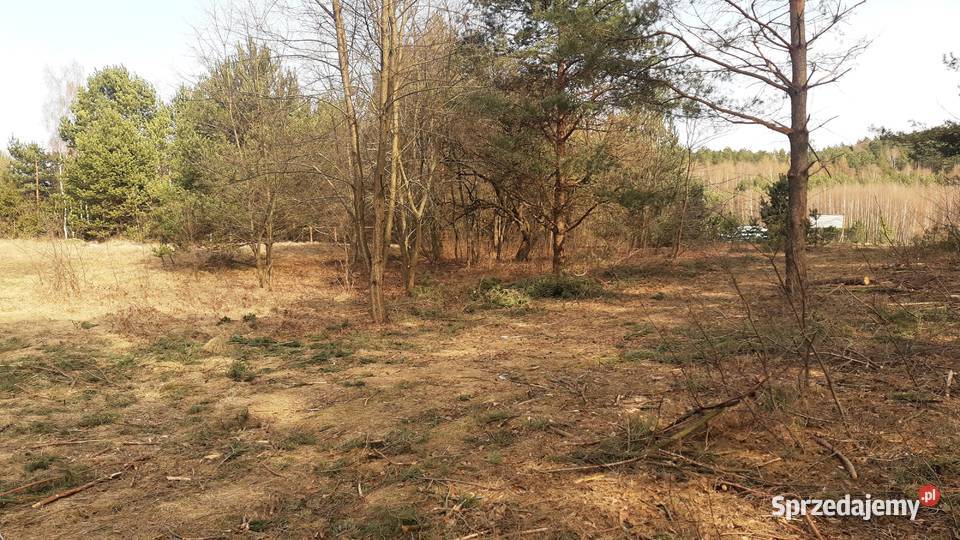 DZIAŁKI Roztocze Czarny Las Kolonia 40m lubelskie Czarny Las-Kolonia