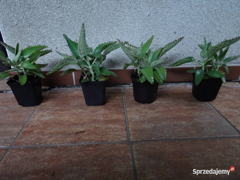 żyworódka pierzasta Warszawa