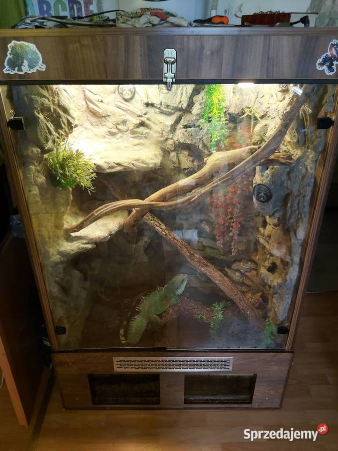 Agama błotna z terrarium bez Gady i płazy Bielsko-Biała