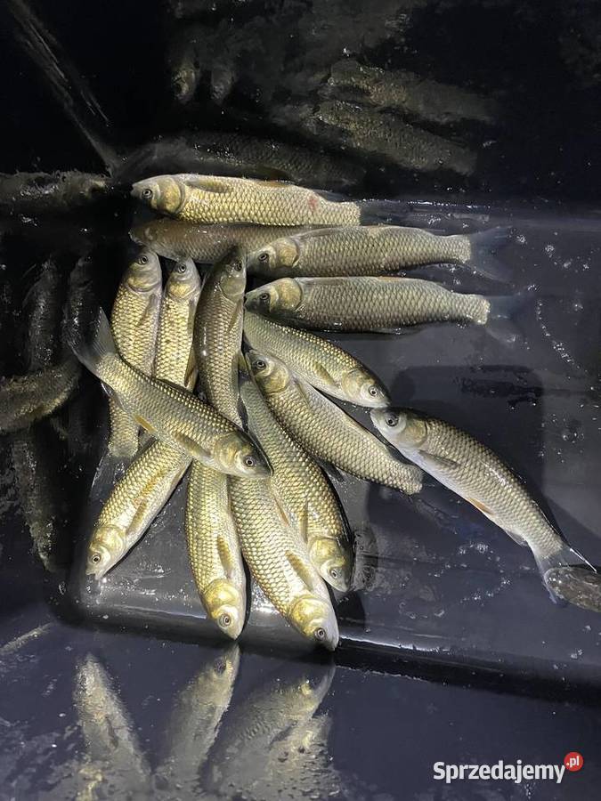 Narybek lina 1418 podlaskie Suwałki