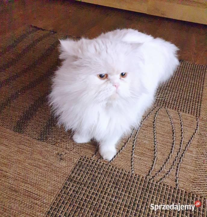 Reproduktor krycie kot pers szynszylowy Częstochowa