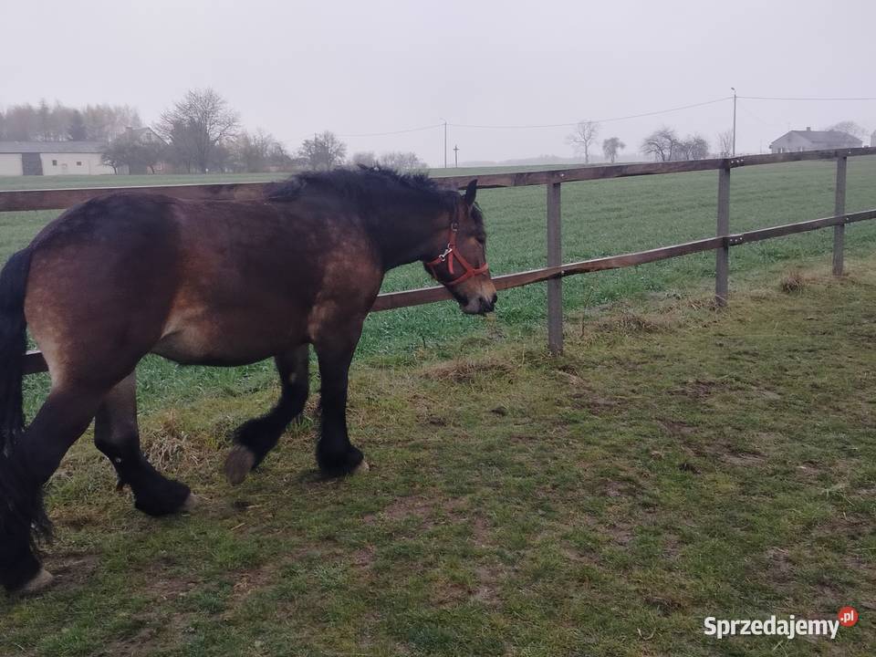 Likwidacja chodowli całość Cyców sprzedam