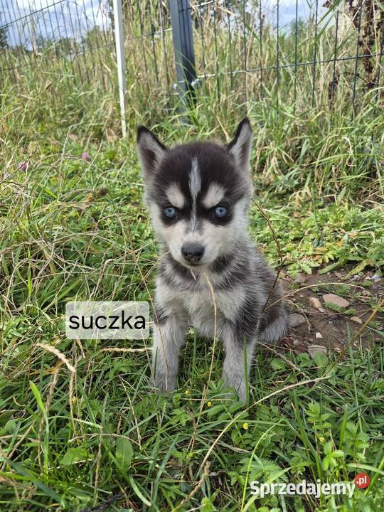 Szczeniaki Syberian Husky Samsonów-Piechotne