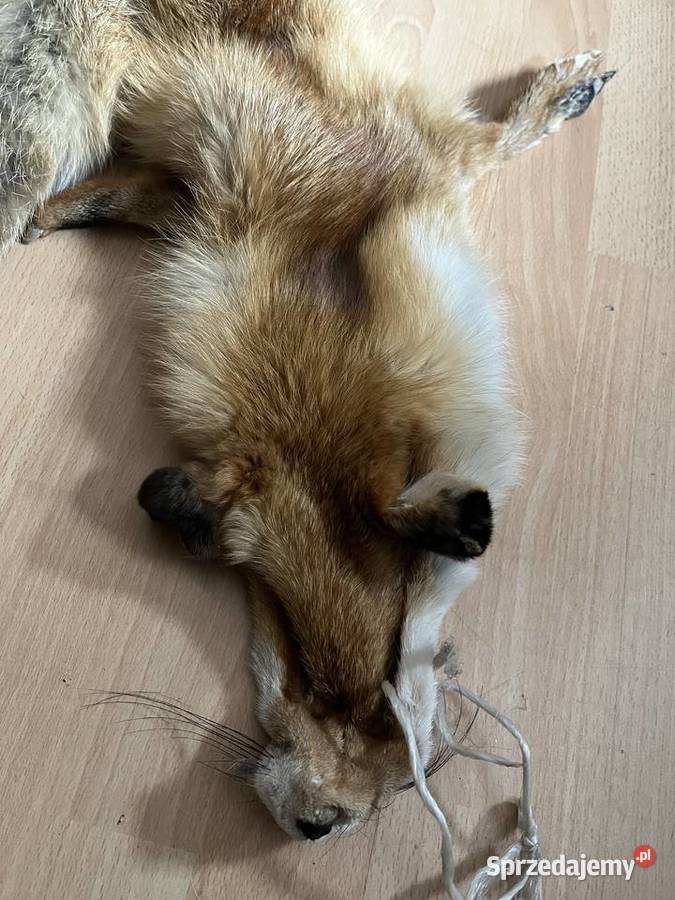 Prawdziwa skóra z lisa garbowana Pozostałe Moda i Styl Szaflary